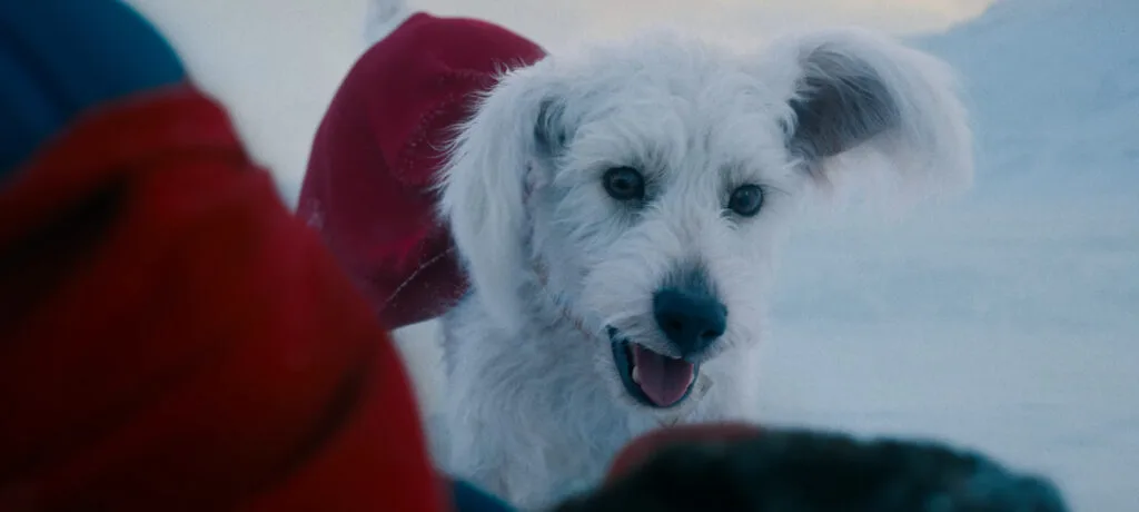 krypto superman